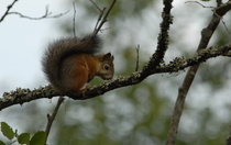 Kiireetön orava
Kuva: J.Hämynen