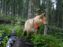 Linda ja metsokukko 58 minuutin haukun jälkeen.
Kuva: J.Hämynen