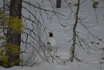 Riekko Kuhmon korvessa
Kuva: J.Hämynen