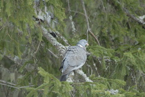 Unisia kyyhkyjä
Kuva: J.Hämynen