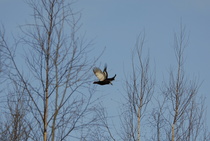 Jo riitti puussa istuminen
Kuva: J.Hämynen