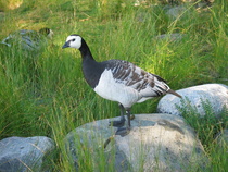 Hanhihan se
Kuva: J.Hämynen