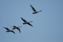 Hirvipassissa kuvattua
Kuva: J.Hämynen