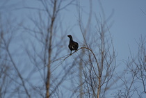 Kuhmon teeri
Kuva: J.Hämynen