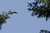 Kiireinen orava
Kuva: J.Hämynen