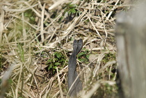 Hääkuva 1
Kuva: J.Hämynen