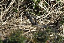 Hääkuva 3
Kuva: J.Hämynen