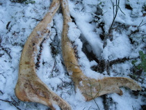 Hammasjalatko? ;)
Kuva: J.Hämynen