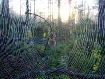 Metsästäjä
Kuva: J.Hämynen