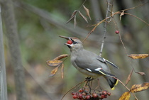 Onkohan tuossa nokassa valuvirhe?
Kuva: Elli Hämynen
