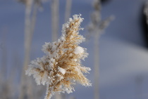 Talvella

Kuva: J.Hämynen