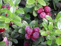 Pihkainmäen Yhteismetsän aamupakkasessa 26.9.2012.
Kuva: J.Hämynen