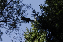 Kiireinen orava
Kuva: J.Hämynen