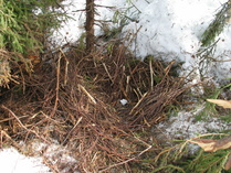 Erään karhun talvipesä
Kuva: J.Hämynen