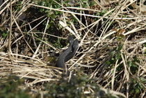 Hääkuva 2
Kuva: J.Hämynen