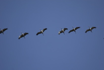 Ylilento
Kuva: E.Hämynen